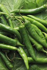 ゴマの葉と青唐辛子