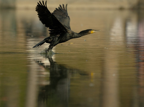 cormoran
