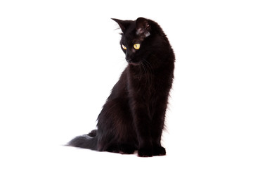 black cat with long hair looking down isolated on white