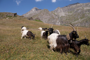 Obraz premium Capre al pascolo