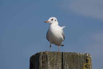 Silbermöwe Möwe auf Holzstamm