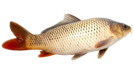 carp fish