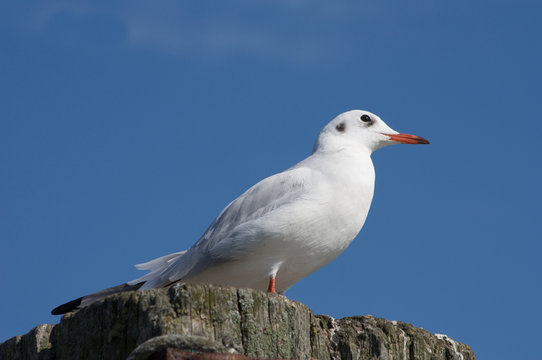 Silberm&ouml;we M&ouml;we vor blauem Himmel Froschperspektive
