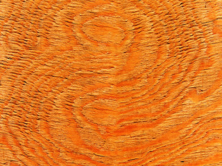 Fototapeta premium Textures tree oak