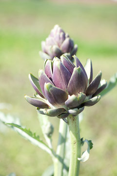 Knospe von Artischocke
