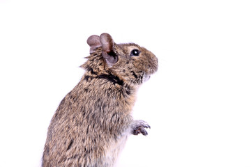 Obraz premium Stehender Degu