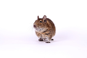 Degu auf Tour