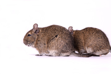 Degu-Päärchen