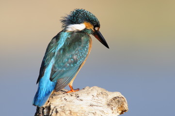 The Common Kingfisher (Alcedo atthis) at Maagan Michael Lake