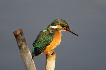 The Common Kingfisher (Alcedo atthis) at Maagan Michael Lake