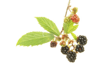 Blackberries