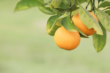 Oranges