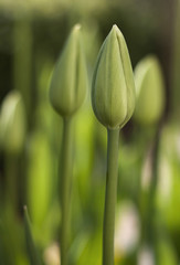 Tulpenknospen