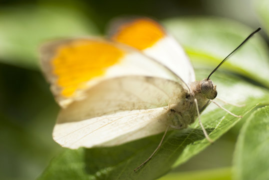 Butterfly (Hebomoia Glaucippe)
