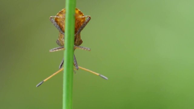 cimice audio grillo campestre