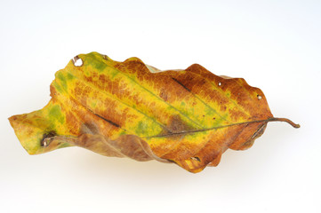 Buchenblatt Herbst herbstblätter bunt