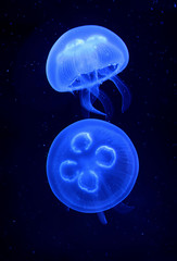 Ohrenqualle (Aurelia aurita)