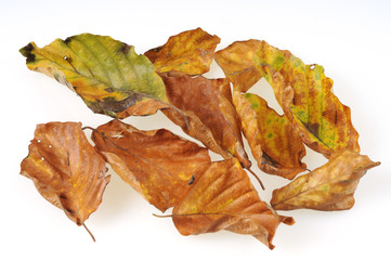 Buchenbl&auml;tter Herbst herbstbl&auml;tter bunt