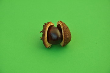 Chestnut on the green background