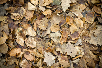 leaves covering the ground