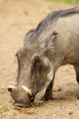Warthog