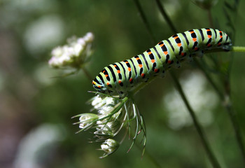 Schwalbenschwanzlarve