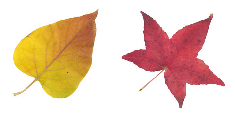 yellow and brown autumn leaf isolated on white