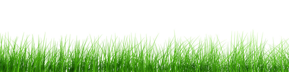 Obraz premium fresh grass row