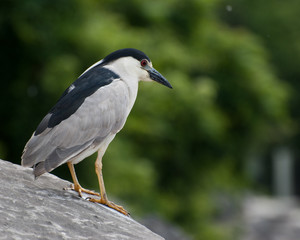 Black-capped Night-heron on a boulder