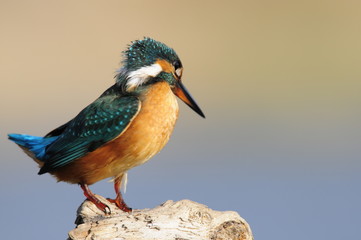 The Common Kingfisher (Alcedo atthis) at Maagan Michael Lake