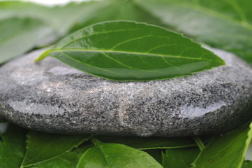 stones and green leaves
