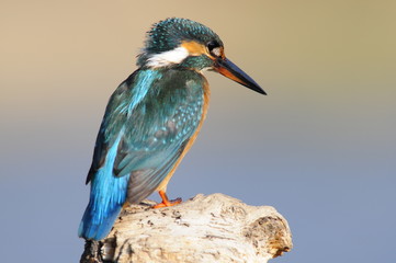 The Common Kingfisher (Alcedo atthis) at Maagan Michael Lake