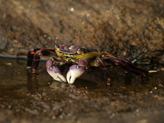 Purple Rock Crab, western australia