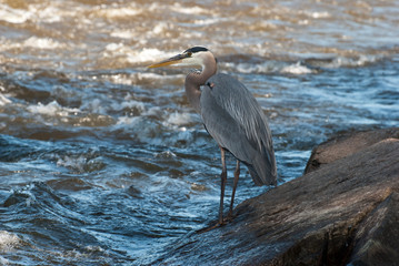 great Blue Heron fishing in Montreal's Back River