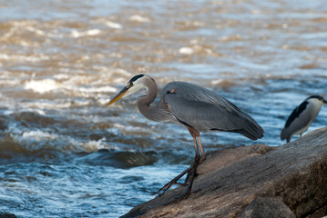 Great Blue Heron Fishing on a boulder alongside river