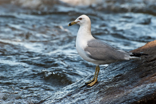 Ring-billed Gull on boulders alongside river