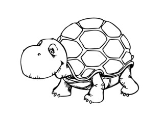 Schildkröte, Panzer, Meer, Tier, niedlich, süß