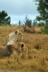 Lions looking intently