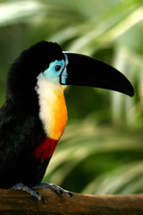 toucan