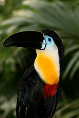 toucan