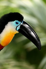 toucan