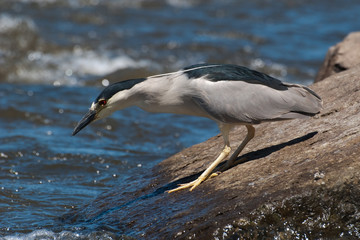 Obraz premium Black-capped Night-heron Fishing in a River on a Boulder