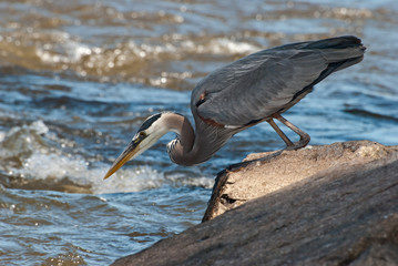 Great Blue Heron Fishing from boulders alongside River
