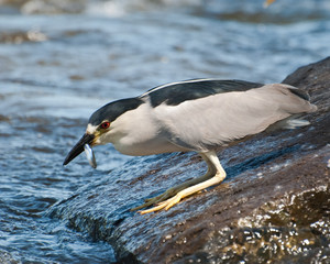 Black Capped night Heron with Captured Fish in Beak