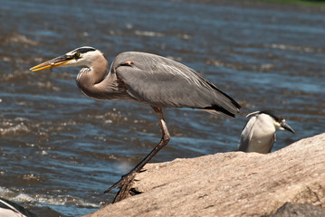 Great Blue Heron fishing with caught fish in his beak