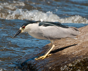Black Capped Night Heron Fishing