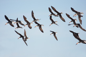 Flock of Black Skimmers in flight - obrazy, fototapety, plakaty