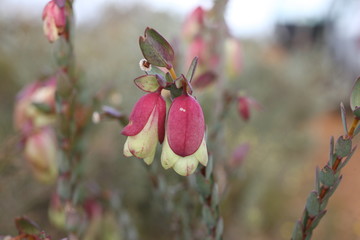 Quaalup Bell - Native Australian Wildflower