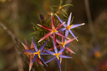 Blue Tinsel Lily - Native Australian Wildflower