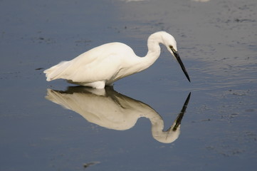 Little Egret (Egretta Garzetta)